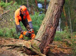 Best Hazardous Tree Removal  in Williamsburg, KY