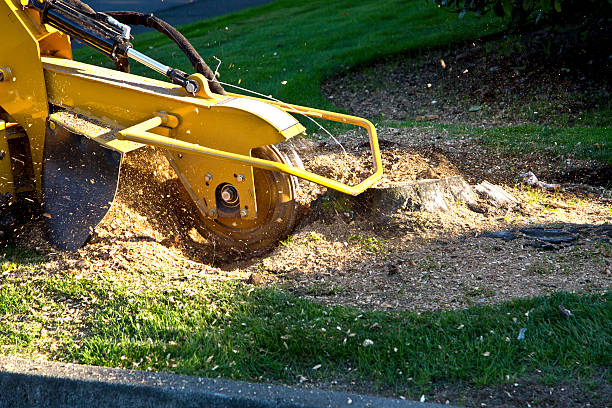 Why Choose Our Tree Removal Services in Williamsburg, KY?